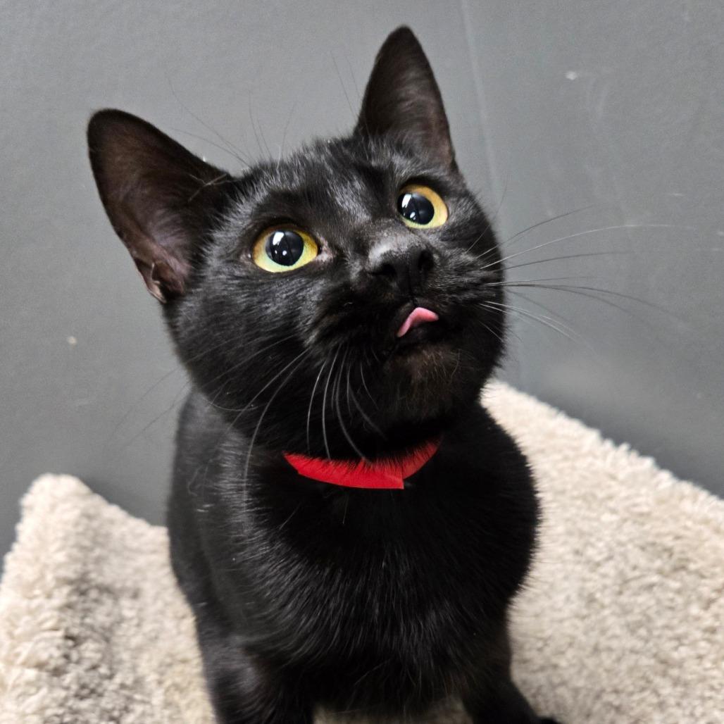 Enlarge Evie, a Adoptable Domestic Short Hair in Hamburg, NY image 2/3