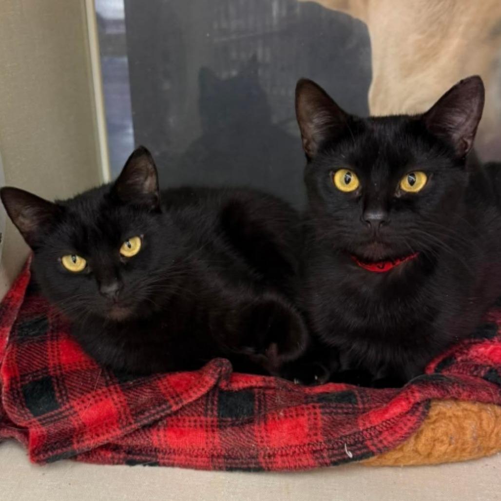 Enlarge Evie, a Adoptable Domestic Short Hair in Hamburg, NY image 3/3