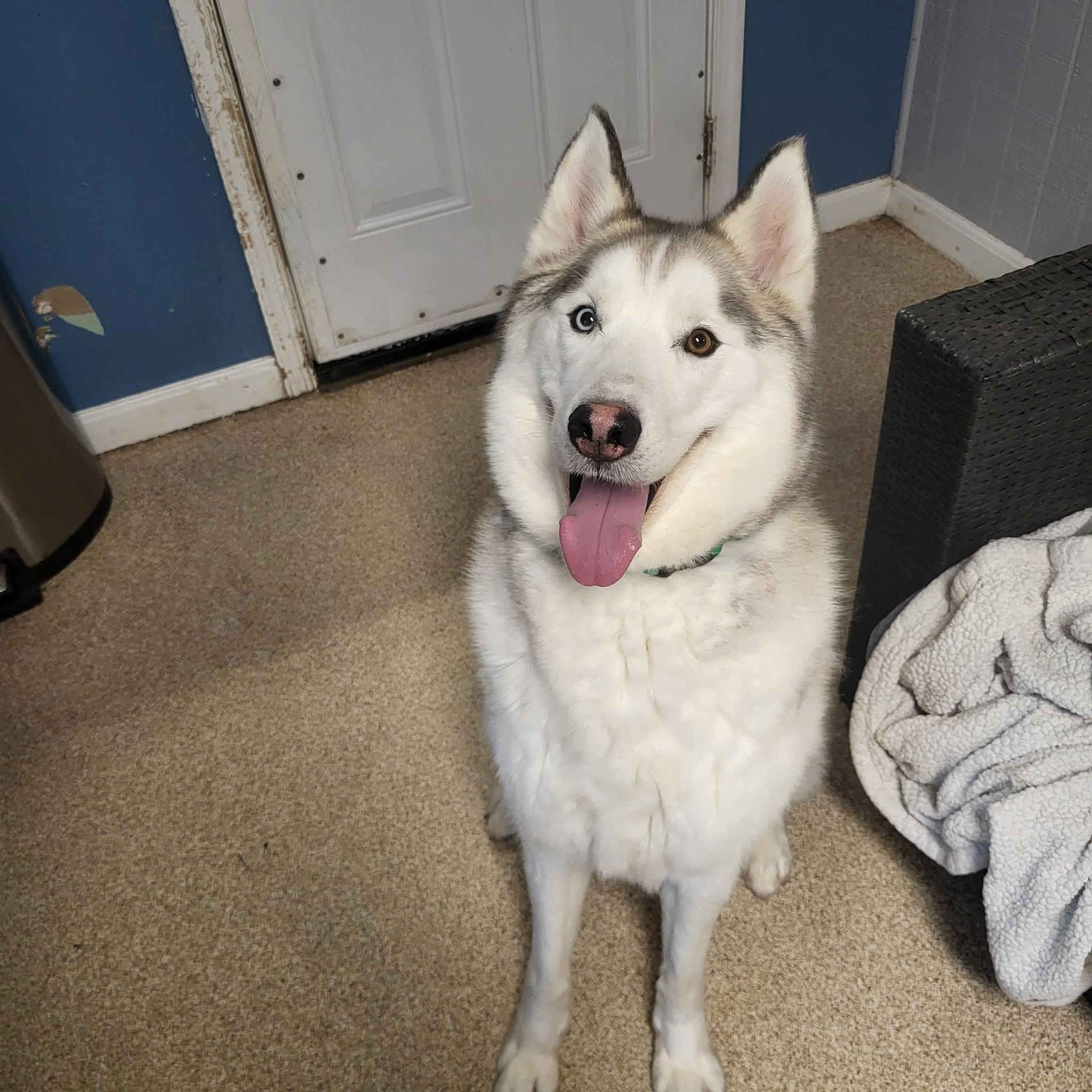 Enlarge Norman, a ADOPTABLE Siberian Husky in Sunderland, MD image 1/1