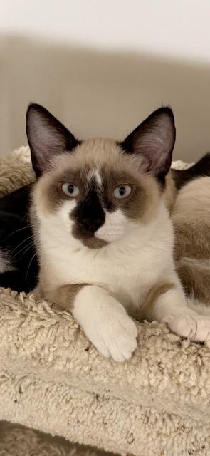 Enlarge Parker, a Adoptable Siamese in Napa, CA image 1/1