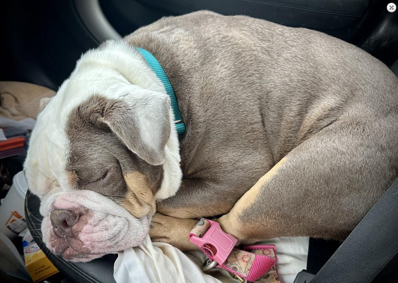 Enlarge Cody, a Adoptable English Bulldog in Landenberg, PA image 2/4