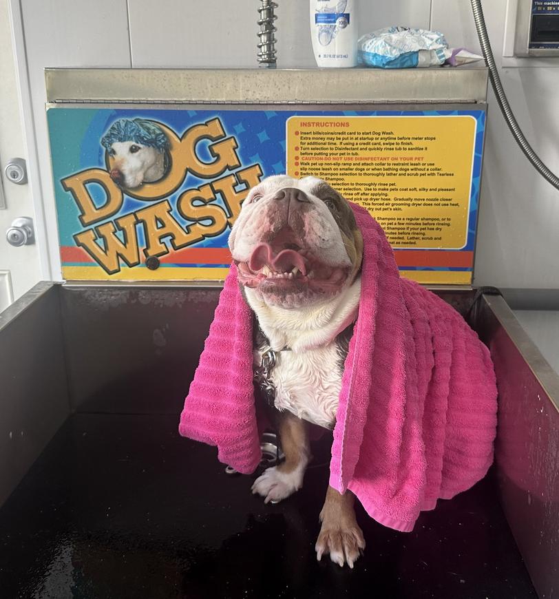 Enlarge Cody, a Adoptable English Bulldog in Landenberg, PA image 3/4