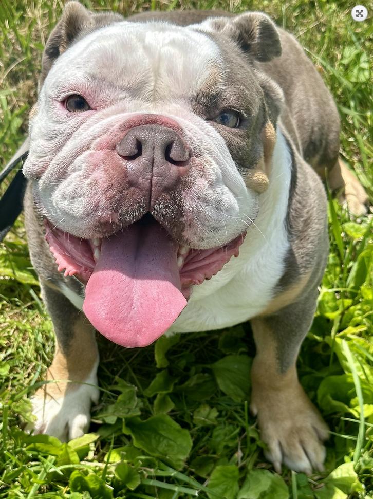Cody, Adoptable, Young Male English Bulldog.
