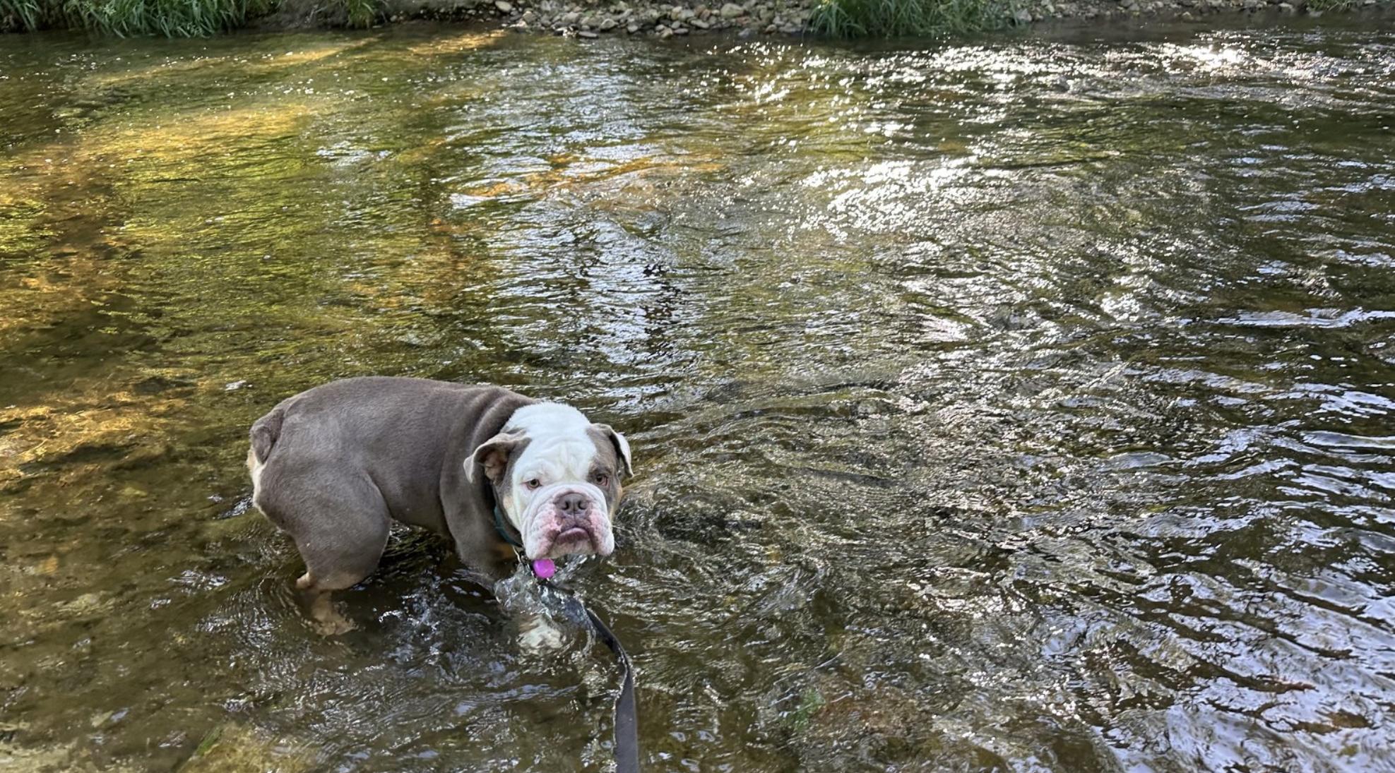 Enlarge Cody, a Adoptable English Bulldog in Landenberg, PA image 4/4