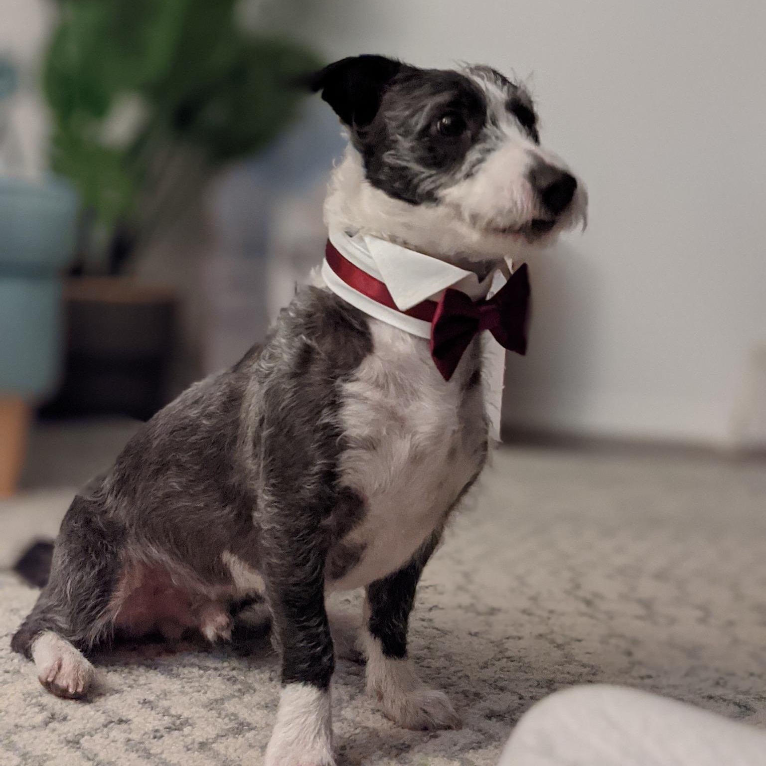 Enlarge Wesley, a ADOPTABLE mixed breed in Burbank, CA image 1/6