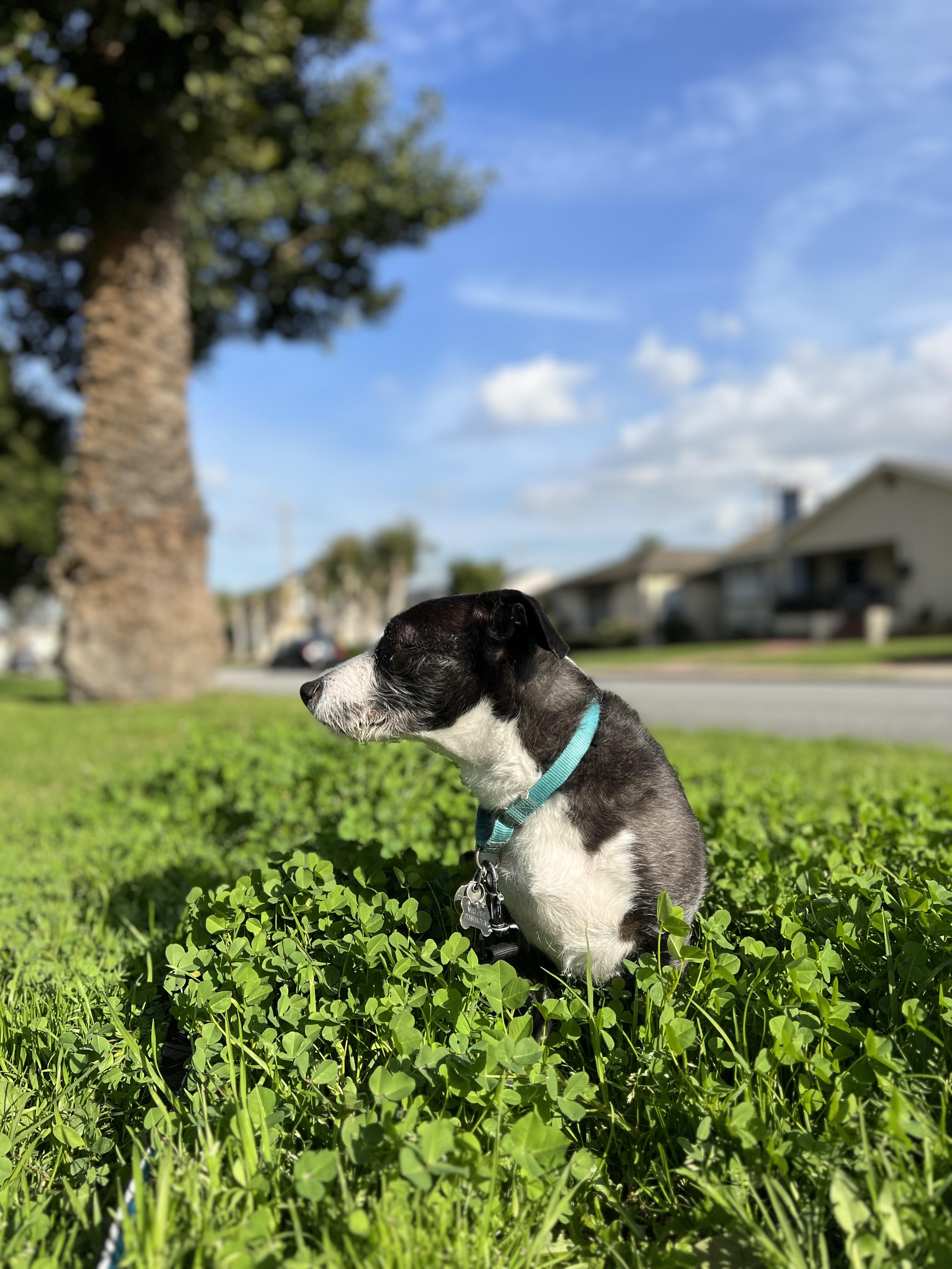 Enlarge Wesley, a ADOPTABLE mixed breed in Burbank, CA image 4/6