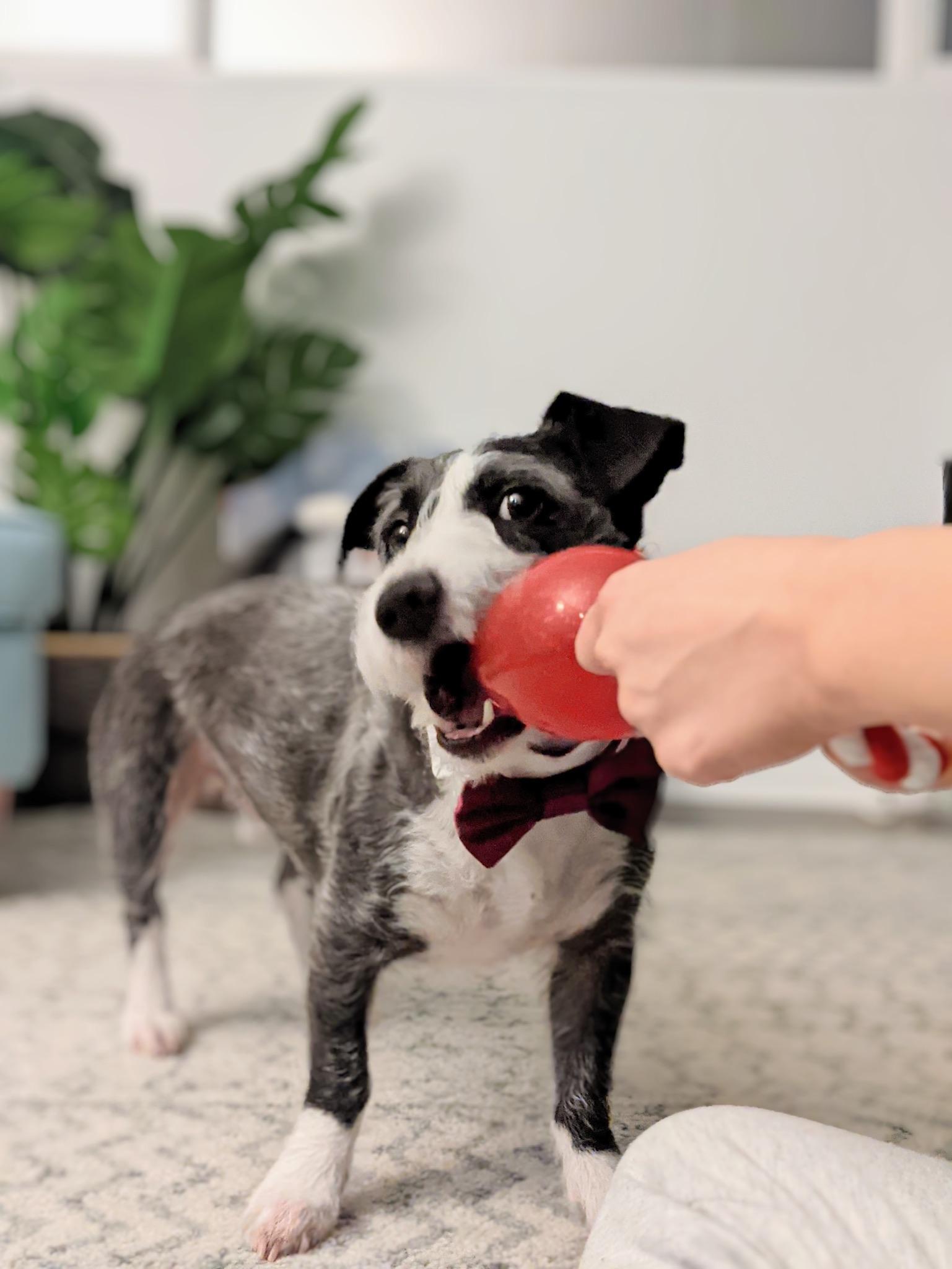 Enlarge Wesley, a ADOPTABLE mixed breed in Burbank, CA image 2/6