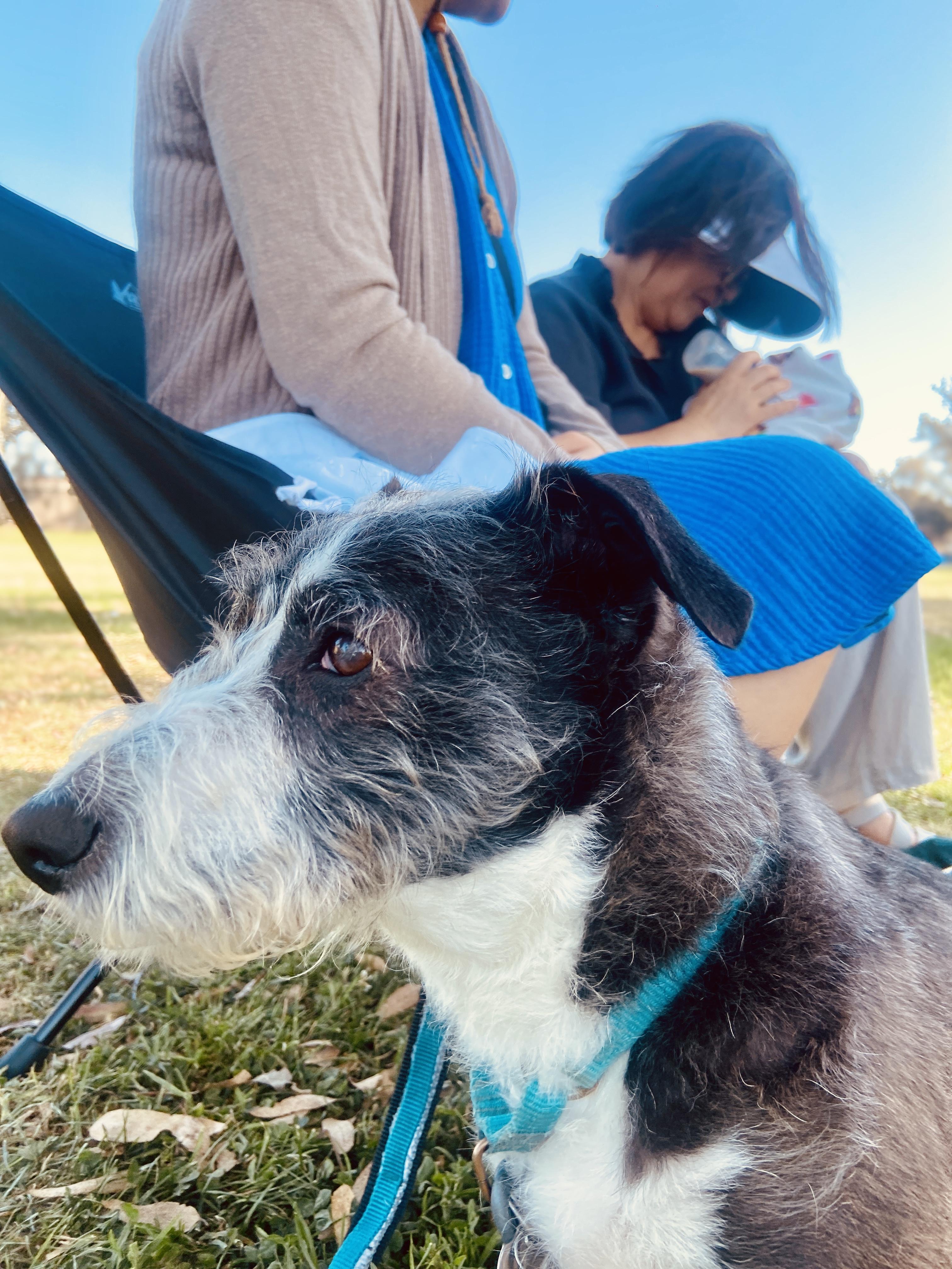 Enlarge Wesley, a ADOPTABLE mixed breed in Burbank, CA image 3/6