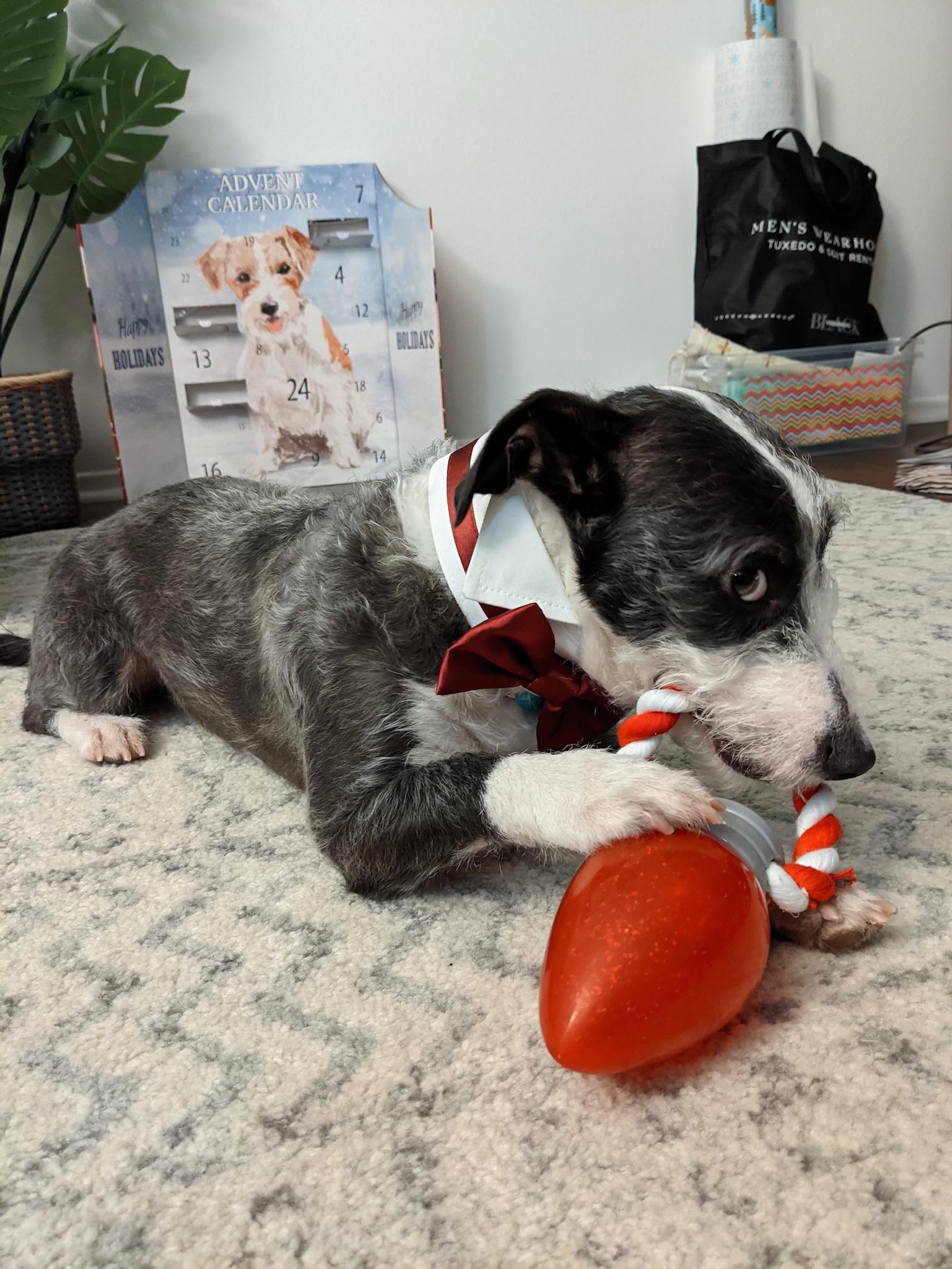 Enlarge Wesley, a ADOPTABLE mixed breed in Burbank, CA image 5/6