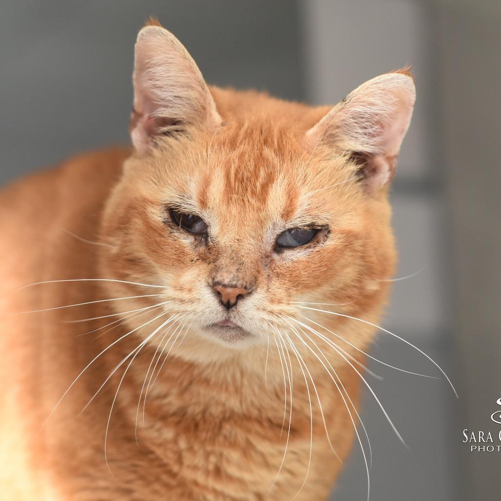 Fan Fan - Foster, Adoptable, Senior Female Domestic Short Hair.