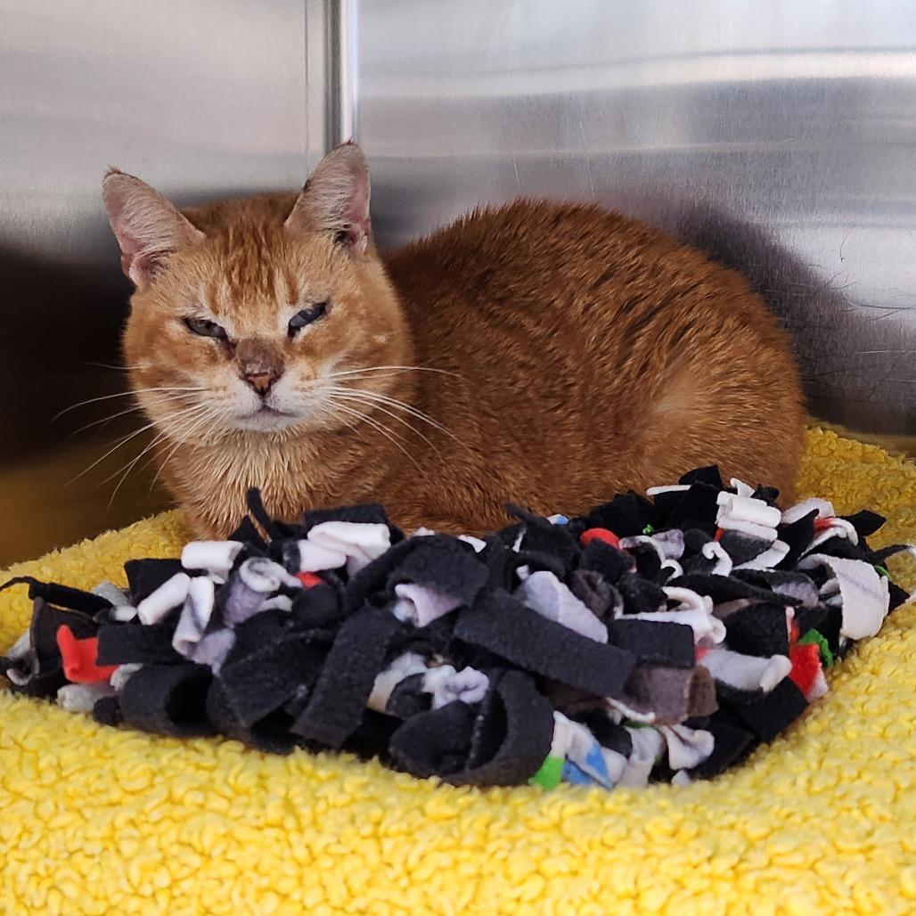 Enlarge Fan Fan - Foster, a Adoptable Domestic Short Hair in Grand Rapids, MI image 3/6