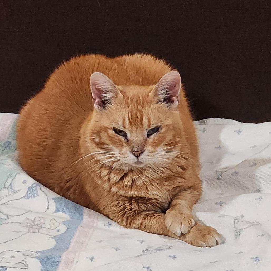 Enlarge Fan Fan - Foster, a Adoptable Domestic Short Hair in Grand Rapids, MI image 5/6