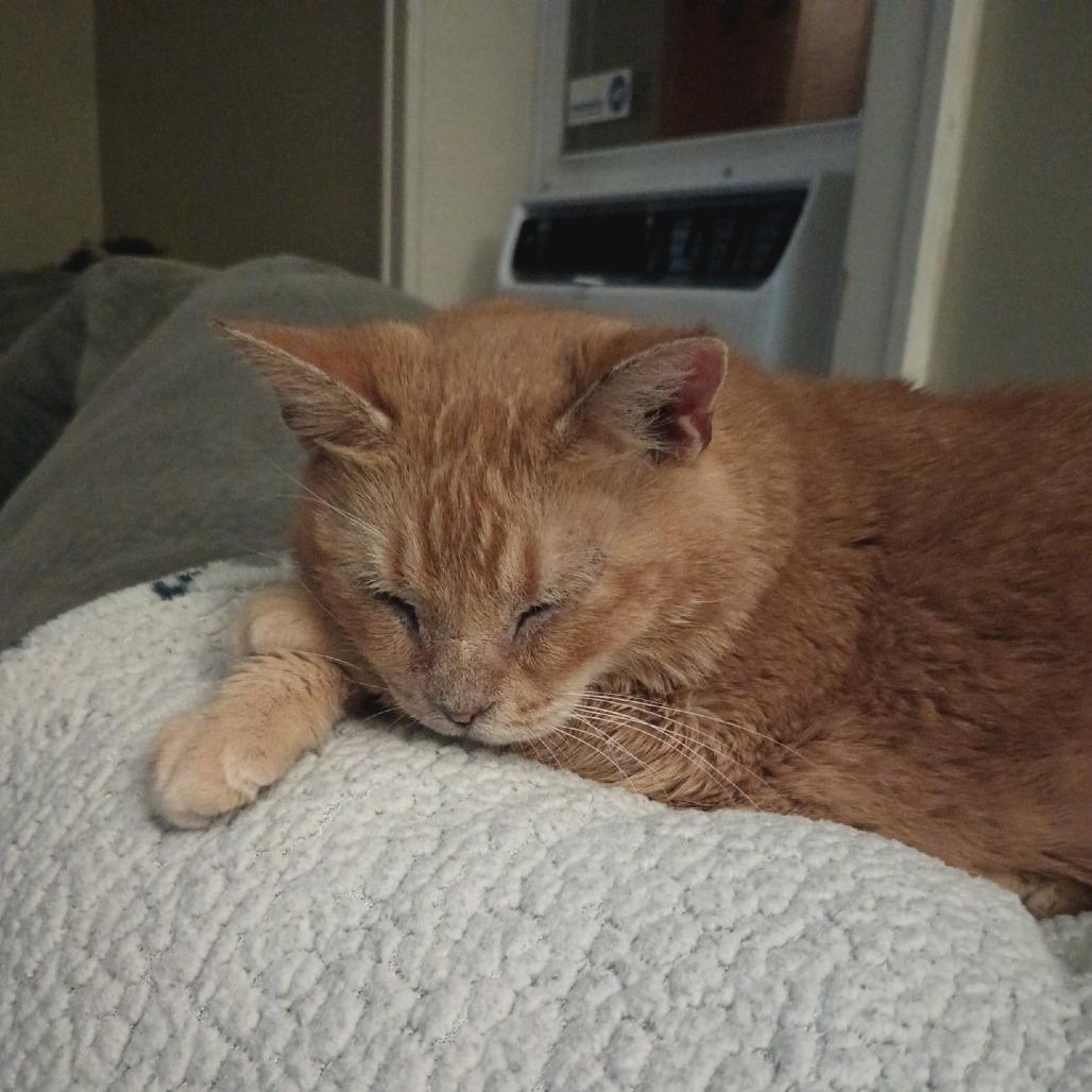 Enlarge Fan Fan - Foster, a Adoptable Domestic Short Hair in Grand Rapids, MI image 6/6