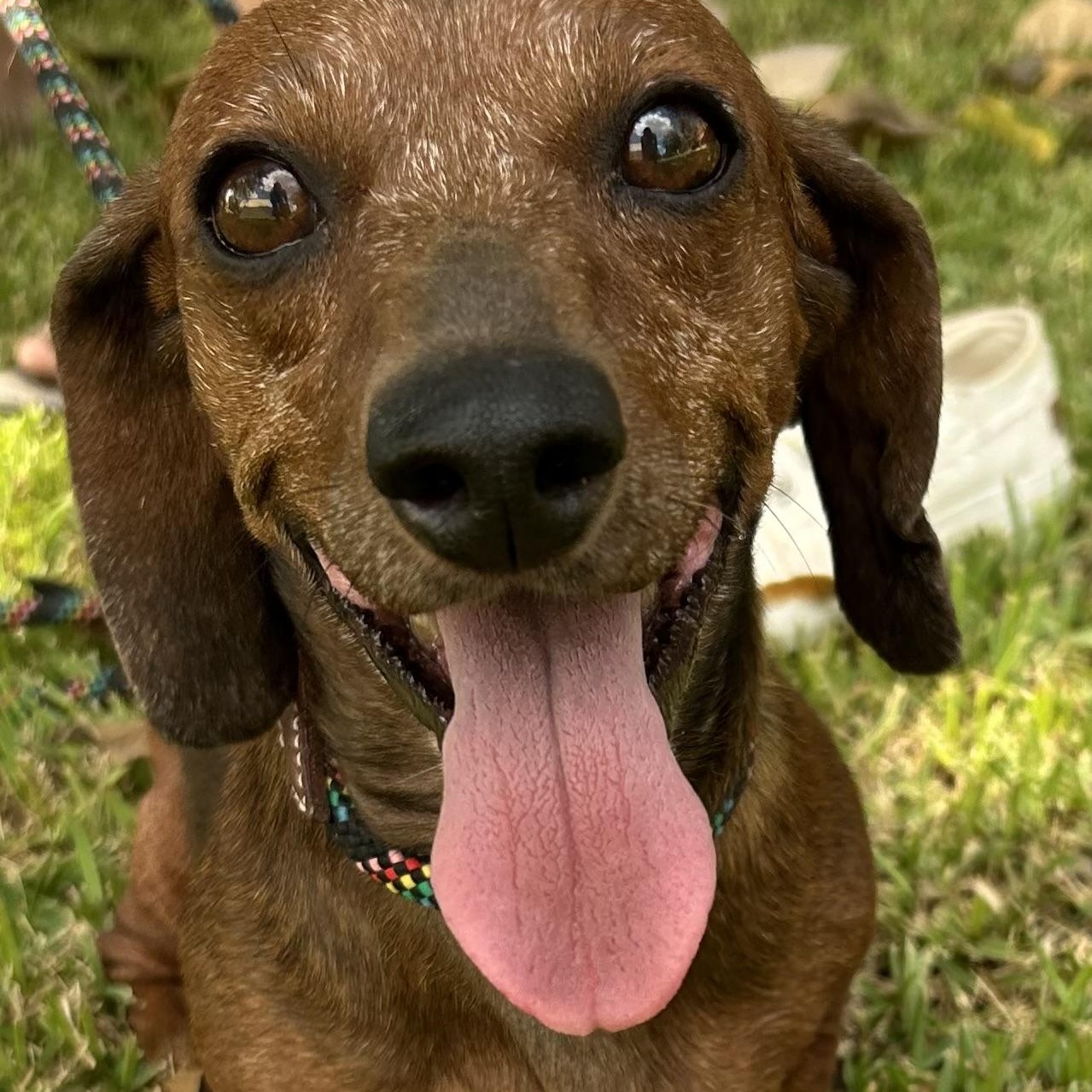 Belle, Adoptable, Senior Female Dachshund.