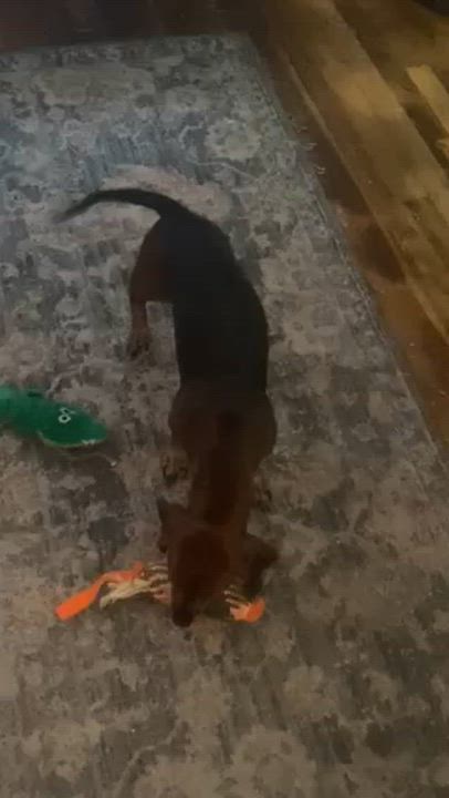Enlarge Belle, a Adoptable Dachshund in Comanche, TX video 2/2