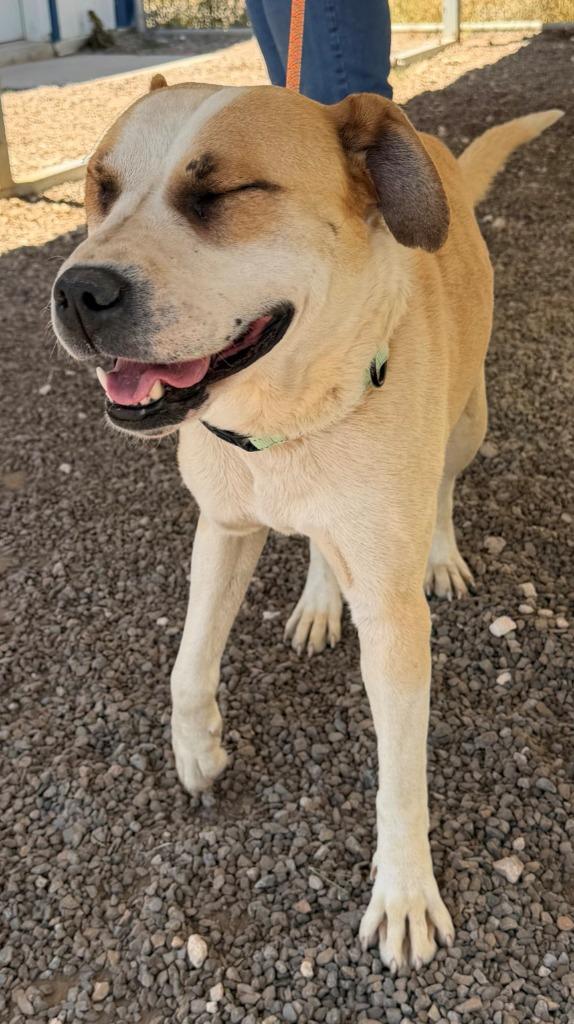 Perro Pascal, Adoptable, Young Male Hound & Mixed Breed.