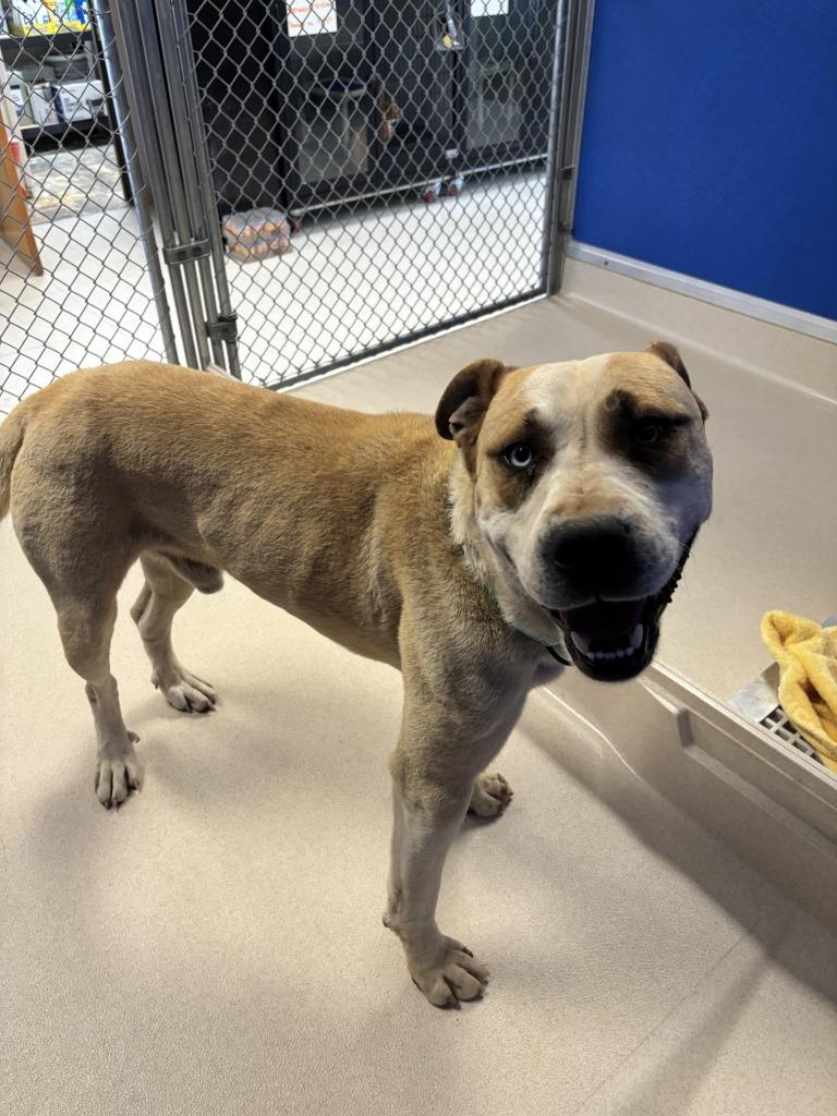 Enlarge Perro Pascal, a Adoptable mixed breed in Moriarty, NM image 2/6