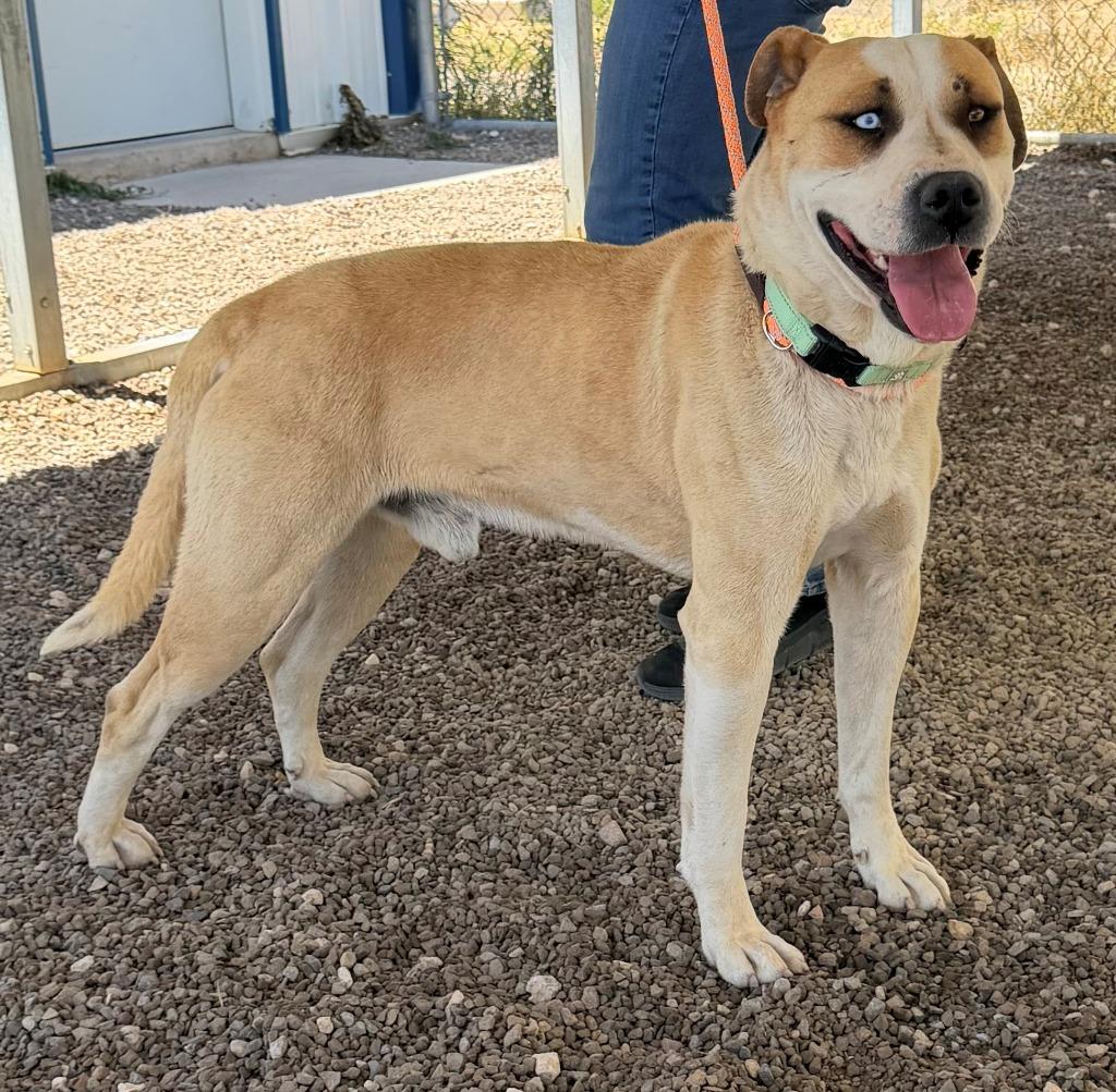 Enlarge Perro Pascal, a Adoptable mixed breed in Moriarty, NM image 3/6