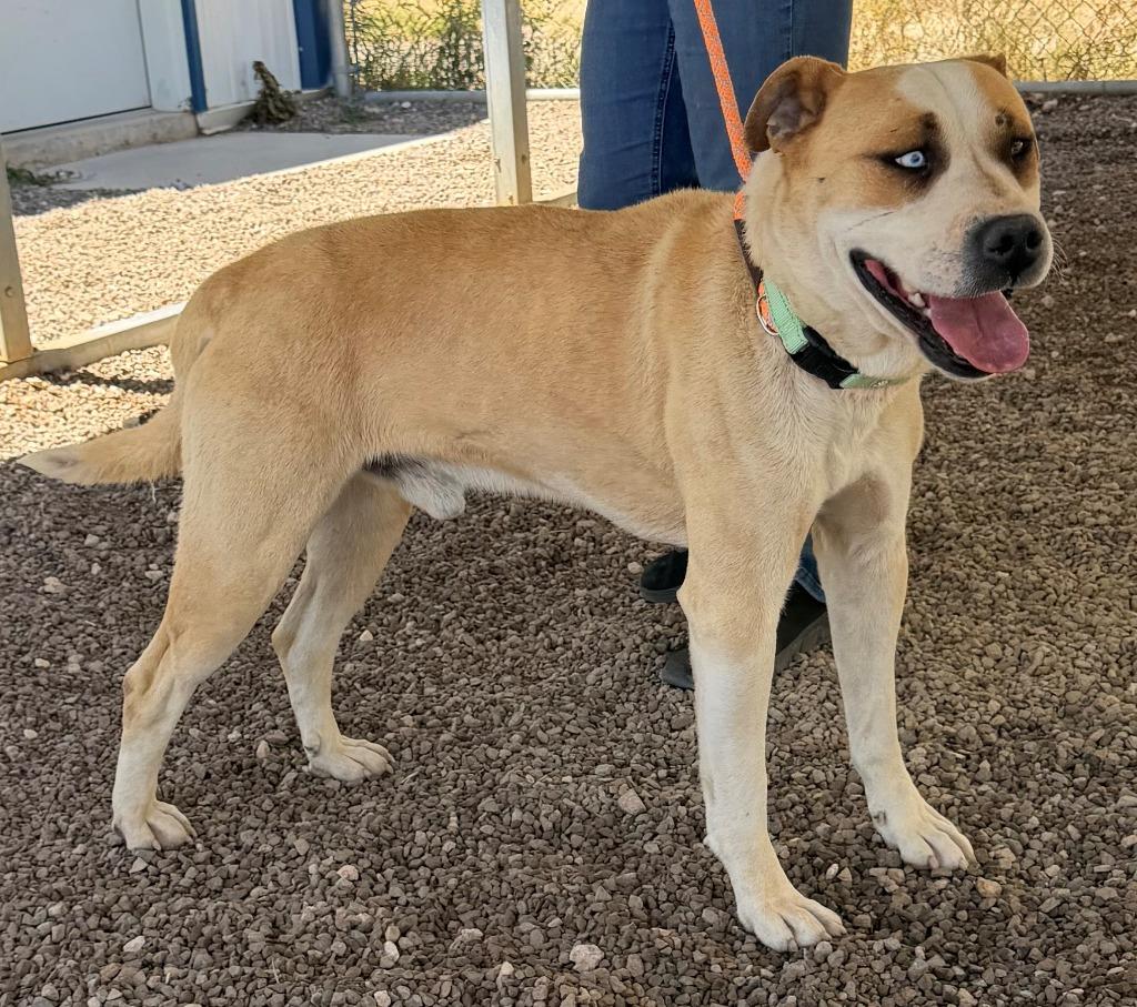 Enlarge Perro Pascal, a Adoptable mixed breed in Moriarty, NM image 4/6