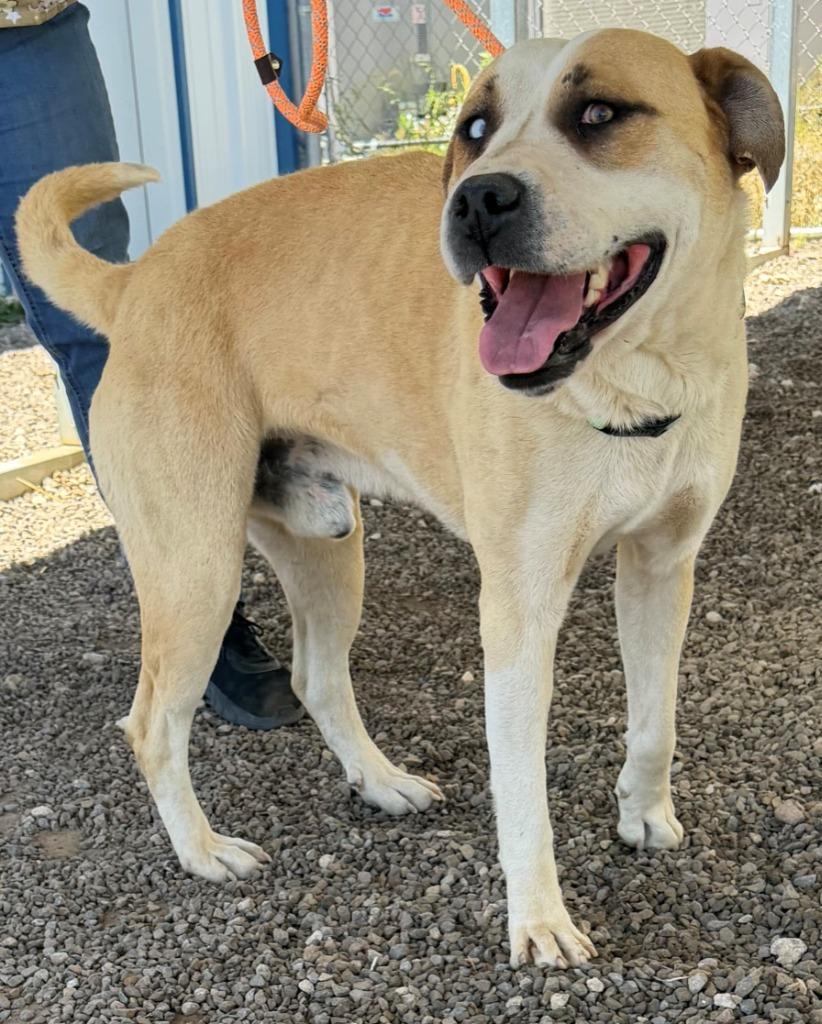 Enlarge Perro Pascal, a Adoptable mixed breed in Moriarty, NM image 5/6