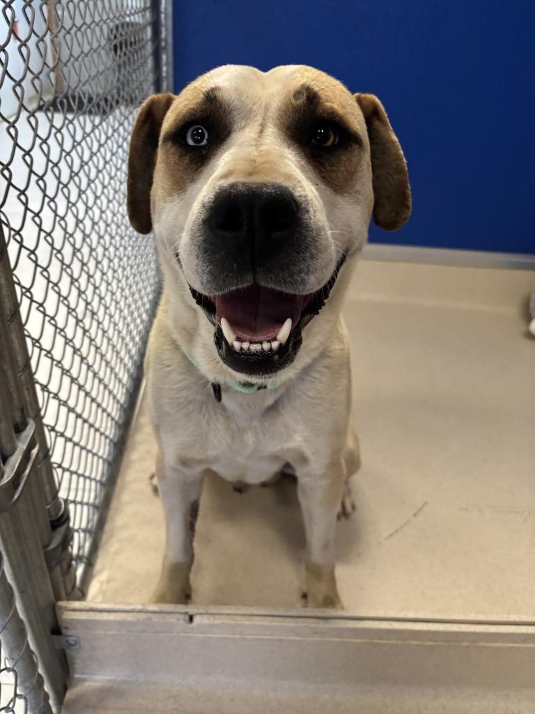 Enlarge Perro Pascal, a Adoptable mixed breed in Moriarty, NM image 6/6