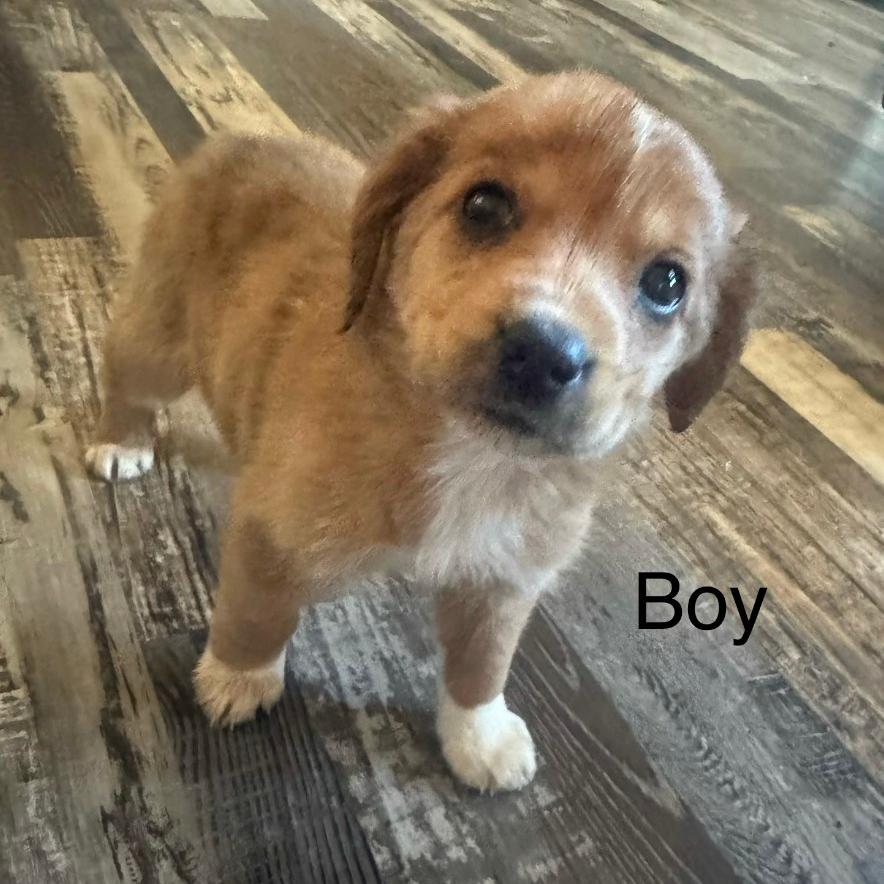 Munchie, Adoptable, Puppy Male Mixed Breed.