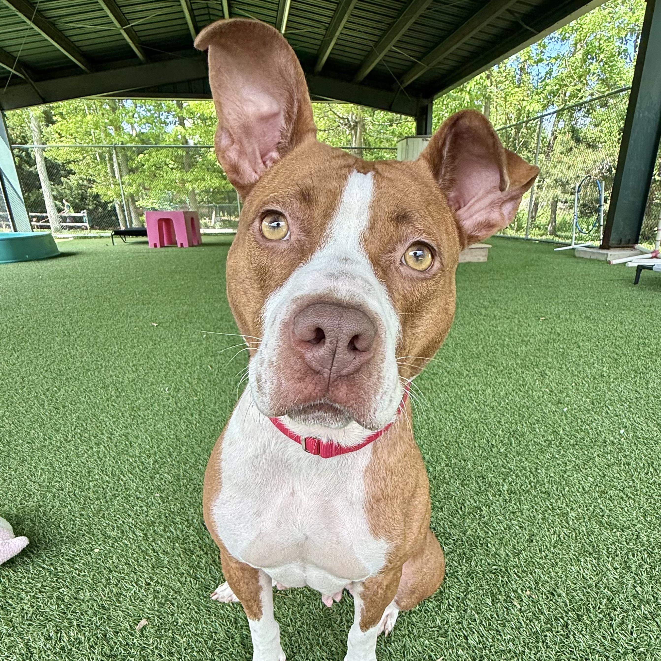 Marquee, a ADOPTABLE mixed breed in Eatontown, NJ image 4/5