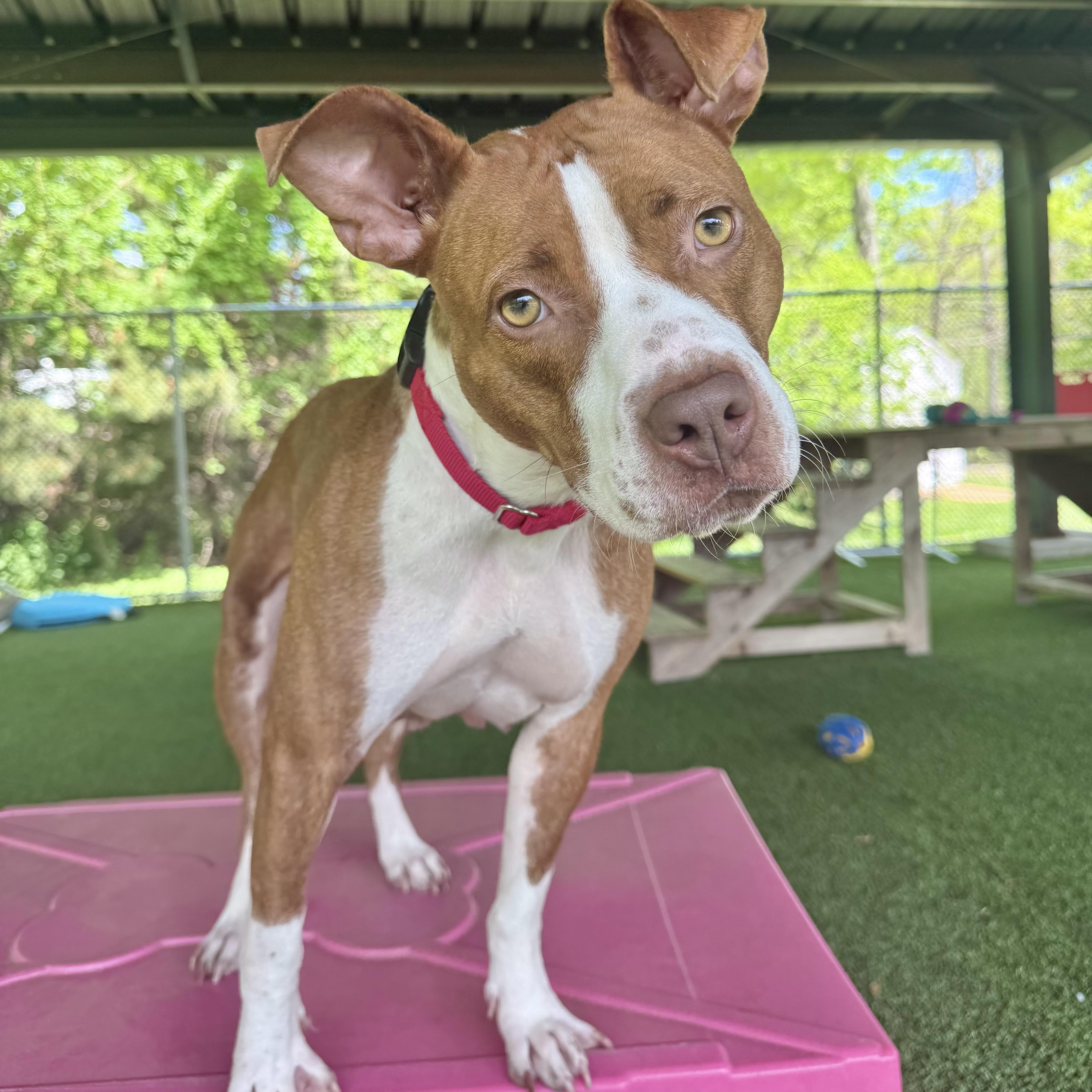 Marquee, a ADOPTABLE mixed breed in Eatontown, NJ image 2/5