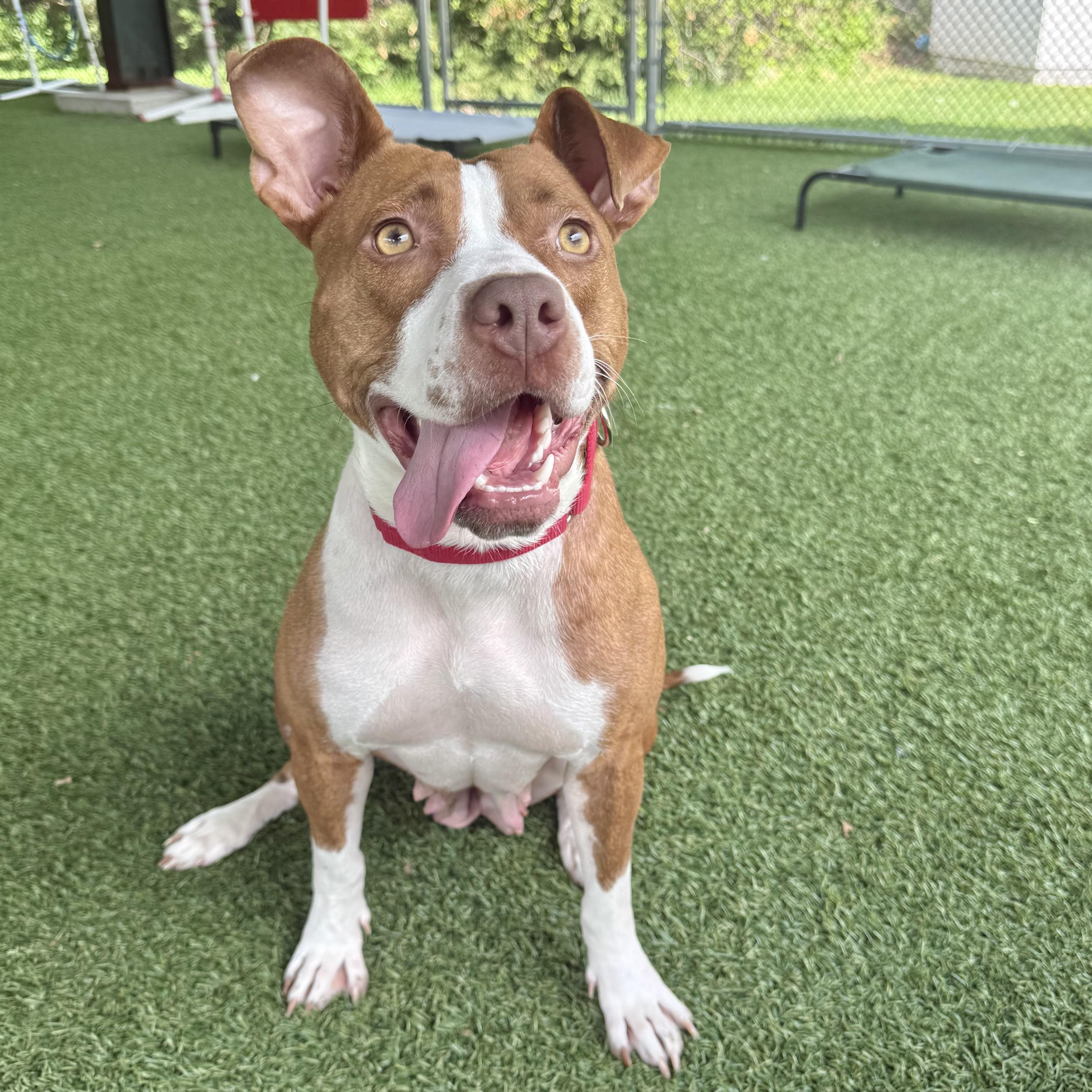 Marquee, ADOPTABLE, Adult Female Pit Bull Terrier.