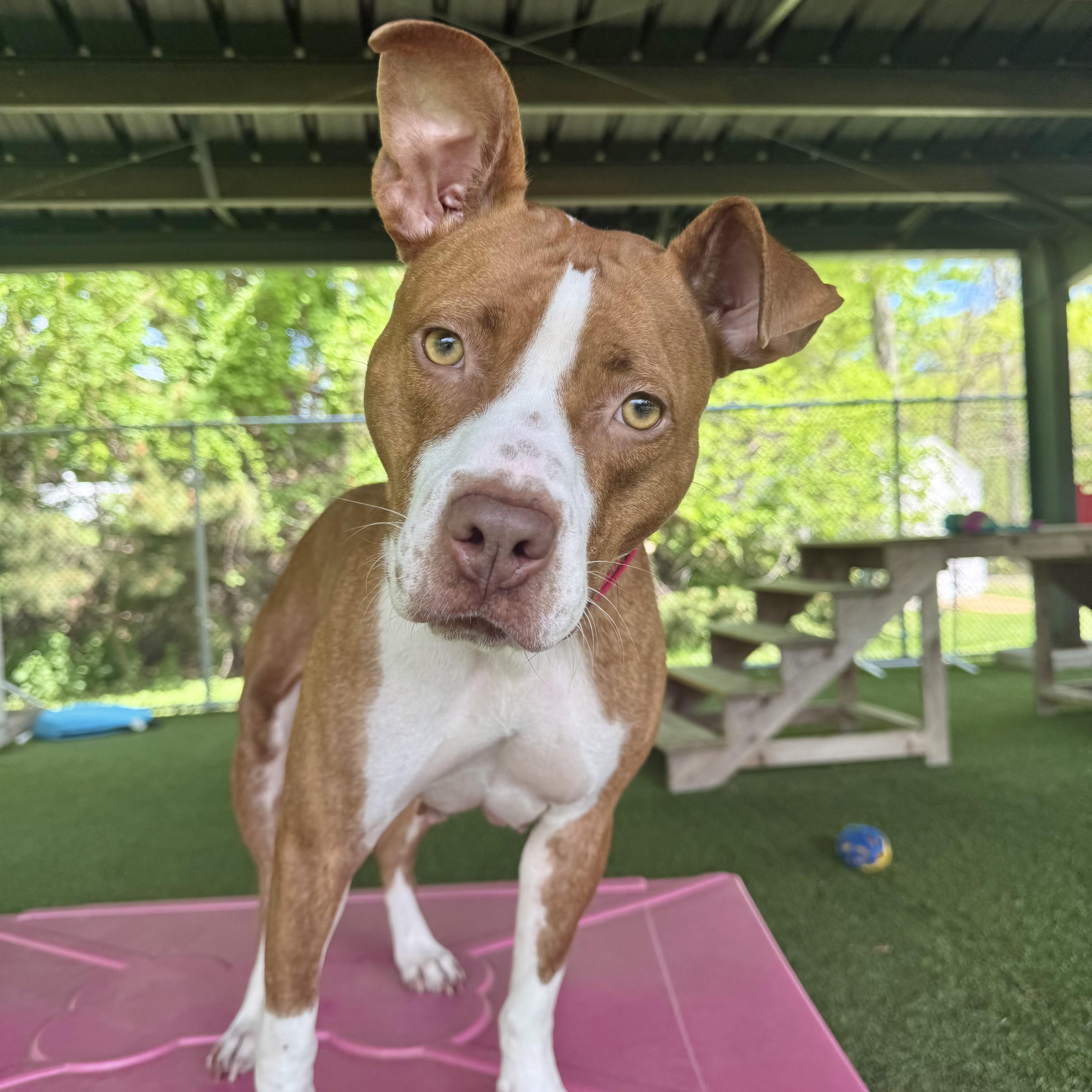 Marquee, a ADOPTABLE mixed breed in Eatontown, NJ image 5/5