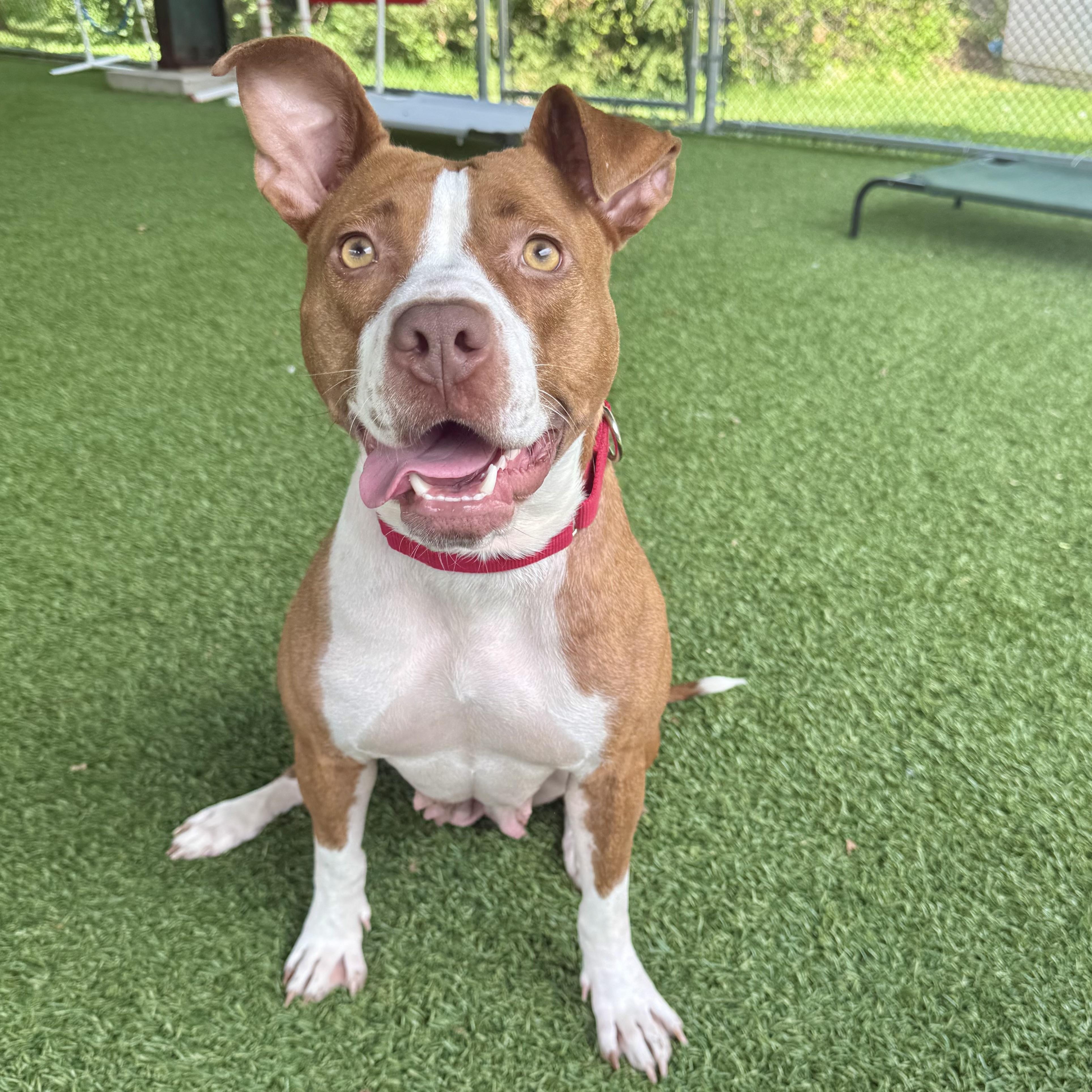 Marquee, a ADOPTABLE mixed breed in Eatontown, NJ image 3/5