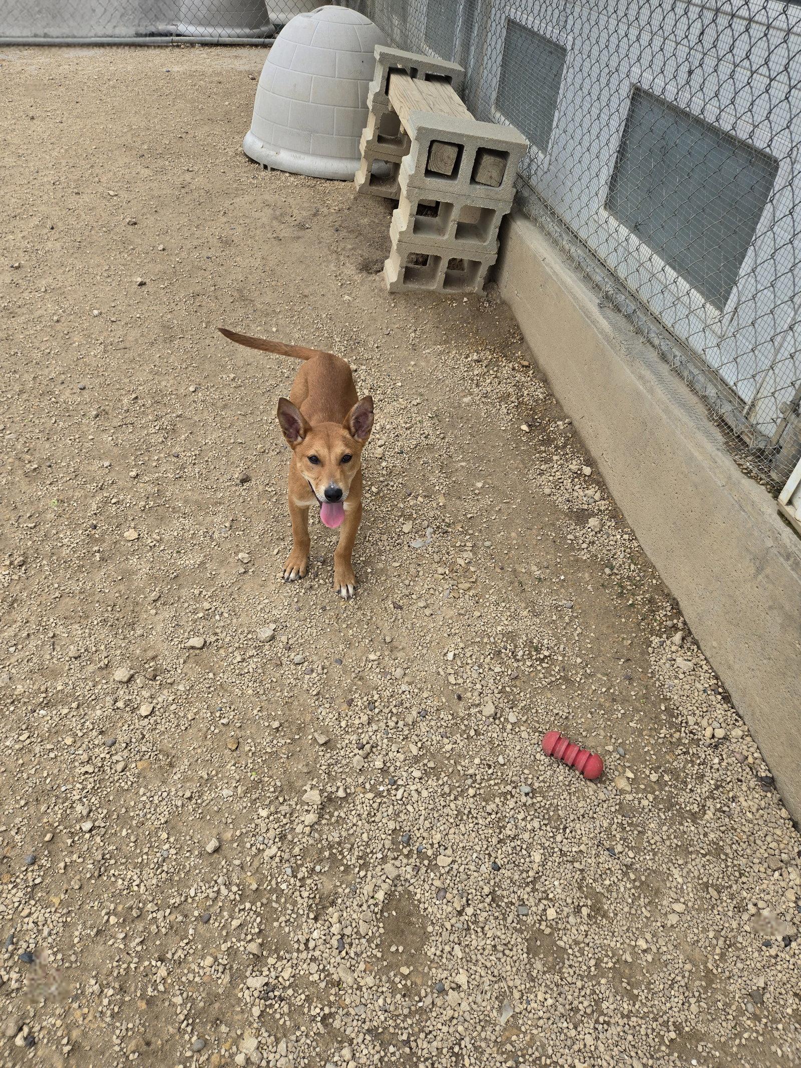 Enlarge Simba, a Adoptable Mixed Breed in Maquoketa, IA image 1/2