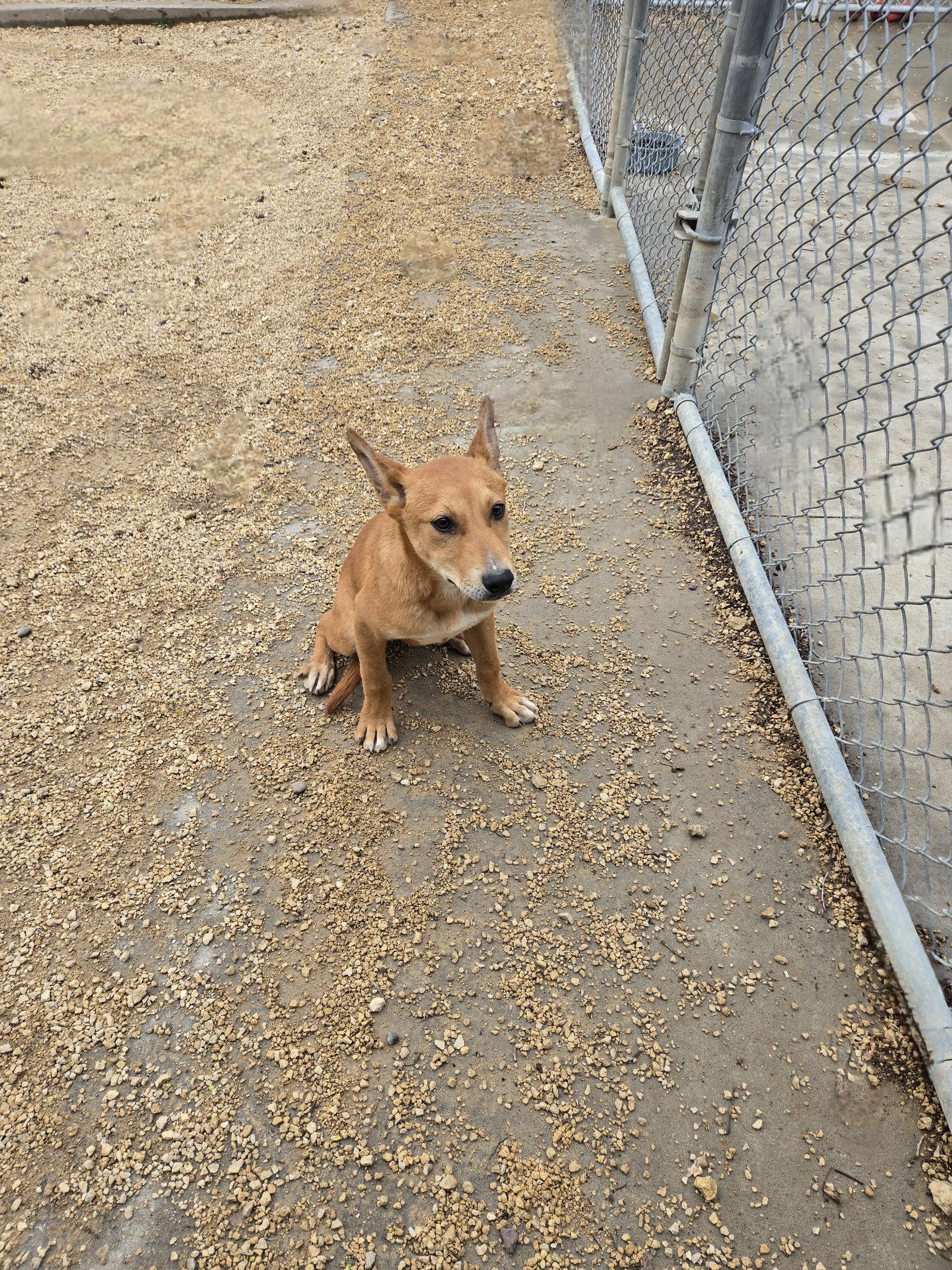 Enlarge Simba, a Adoptable Mixed Breed in Maquoketa, IA image 2/2