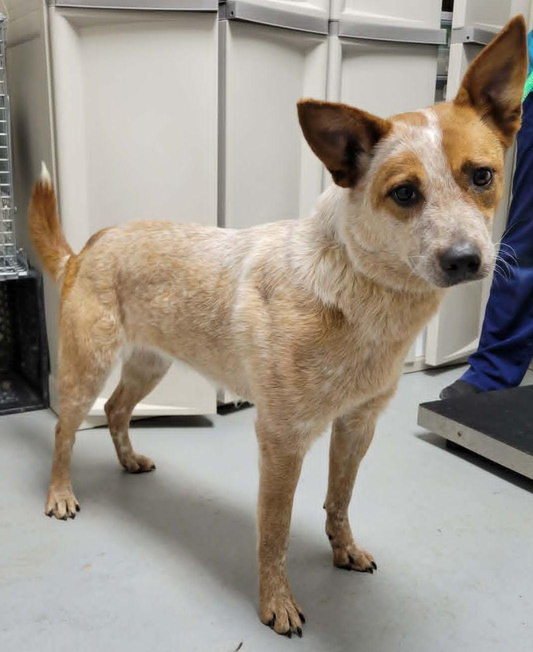 Ivy, ADOPTABLE, Young Female Australian Cattle Dog / Blue Heeler.