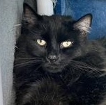 Enlarge Jackson, a ADOPTABLE mixed breed in Ithaca, NY image 1/1