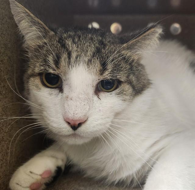 Enlarge PETE IN THE BARN, a Adoptable Domestic Short Hair in Pueblo, CO image 1/1