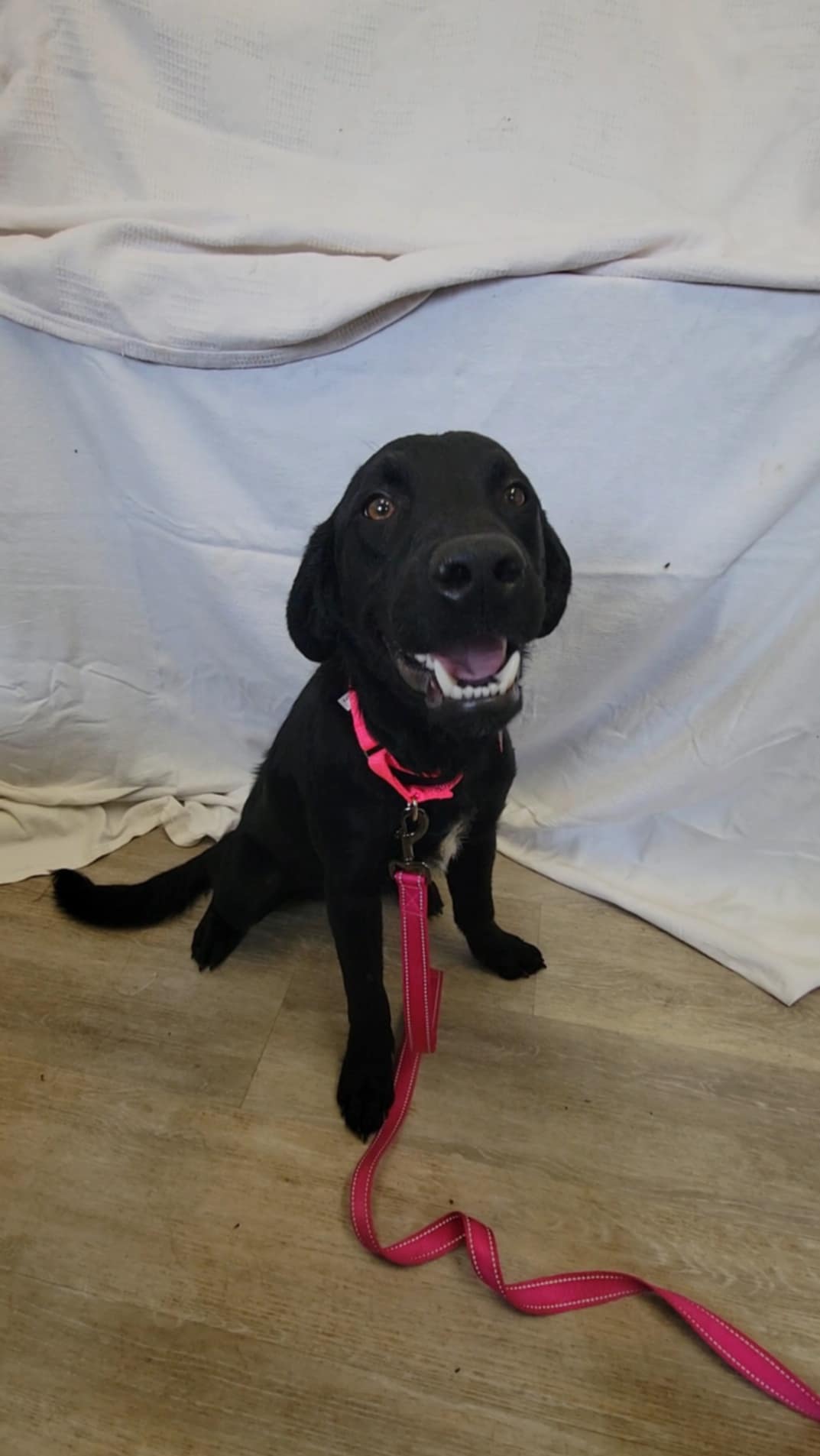 Dog for adoption Little Theo, a Black Labrador Retriever & Golden