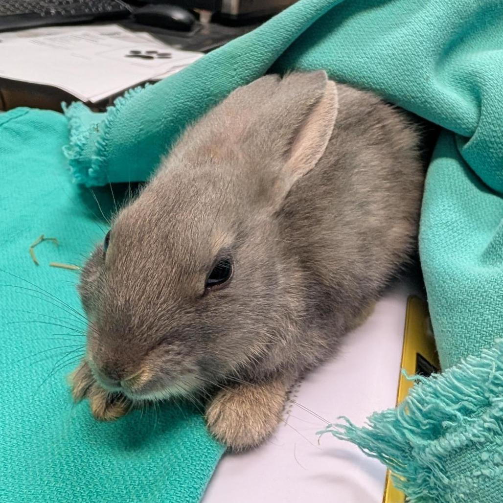 Pistachio, Adoptable, Baby Male American.