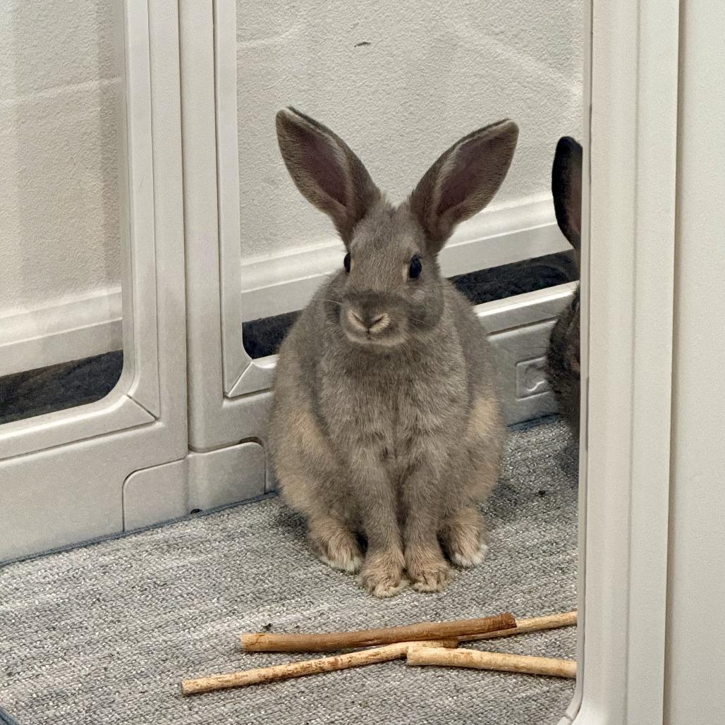 Enlarge Pistachio, a Adoptable American in Tacoma, WA image 2/3