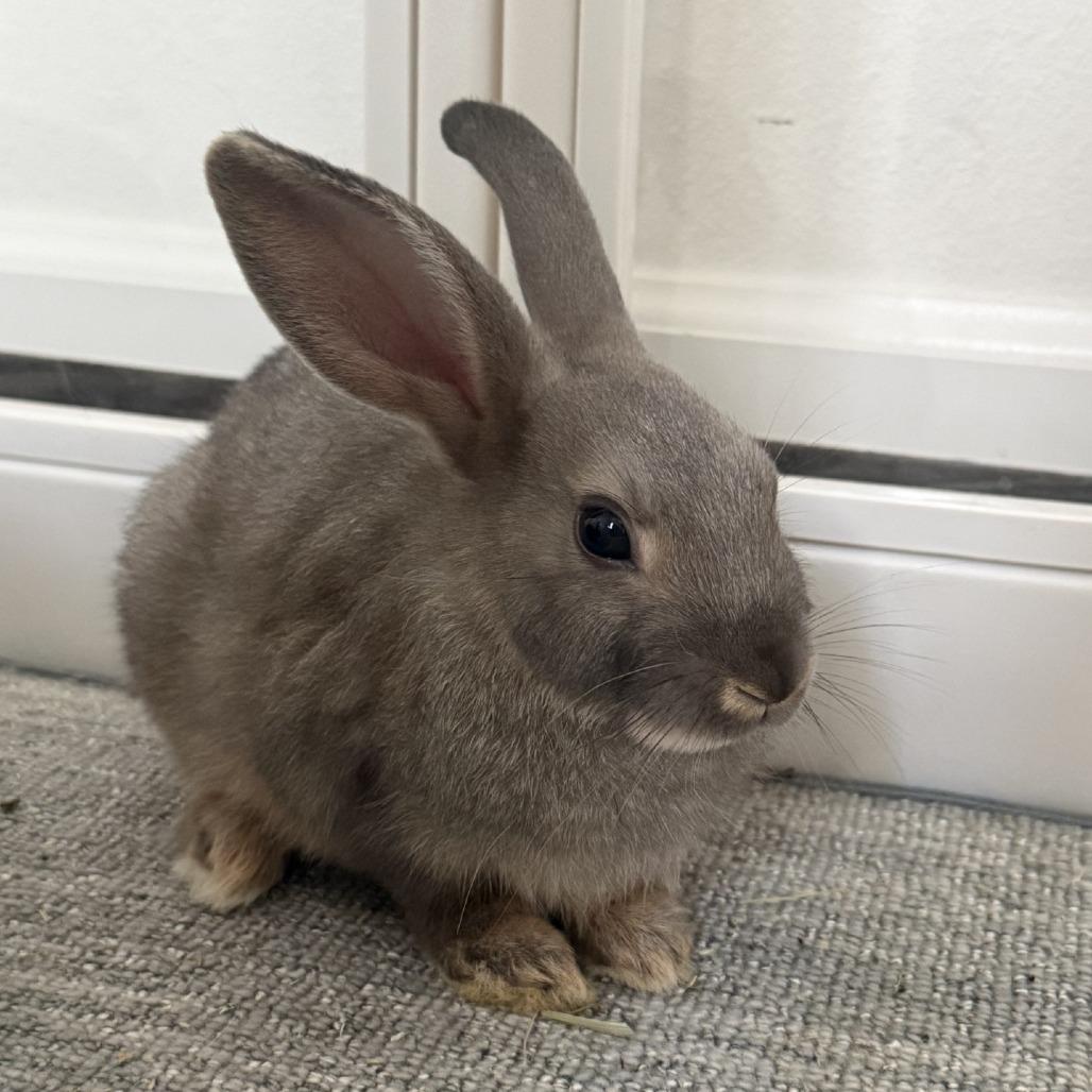 Enlarge Pistachio, a Adoptable American in Tacoma, WA image 3/3