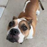 Mabel, Adopted, Adult Female Pit Bull Terrier.