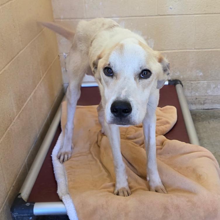 Jai, Adoptable, Adult Male Mixed Breed & Labrador Retriever.