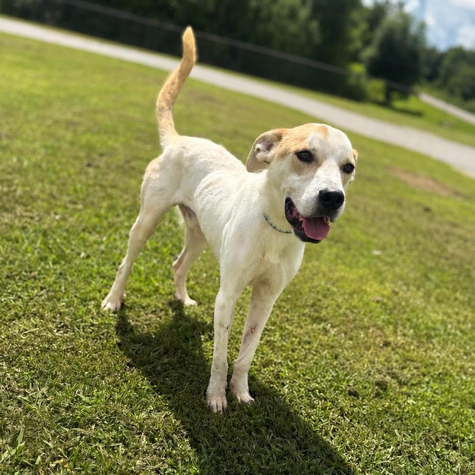 Enlarge Jai, a Adoptable mixed breed in Corinth, MS image 2/2