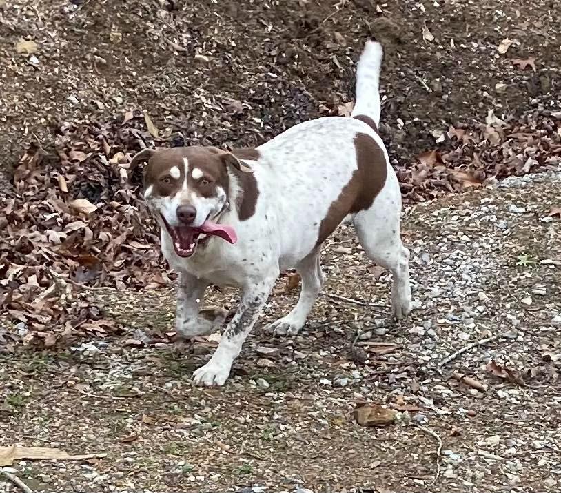 Brownie, Adoptable, Adult Female Mixed Breed.