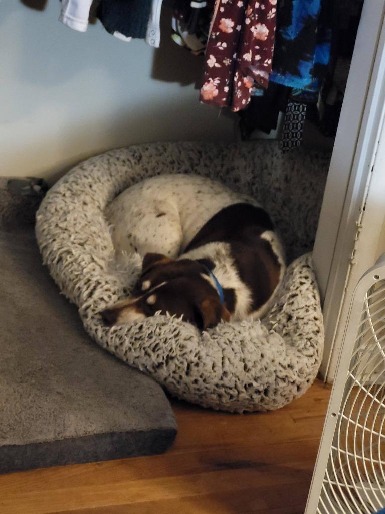 Enlarge Brownie, a Adoptable mixed breed in Fond Du Lac, WI image 2/5