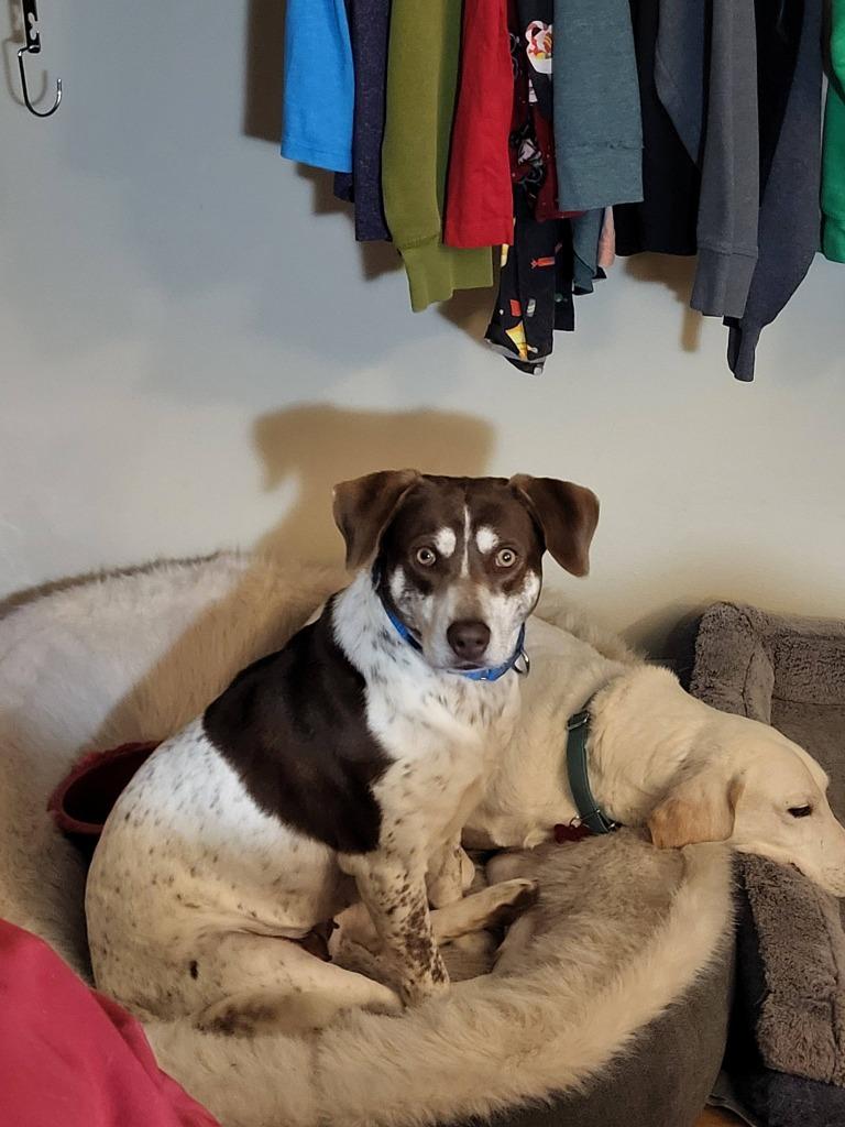 Enlarge Brownie, a Adoptable mixed breed in Fond Du Lac, WI image 4/5