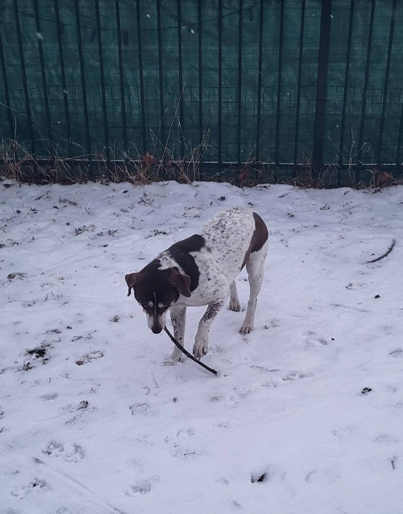 Enlarge Brownie, a Adoptable mixed breed in Fond Du Lac, WI image 5/5