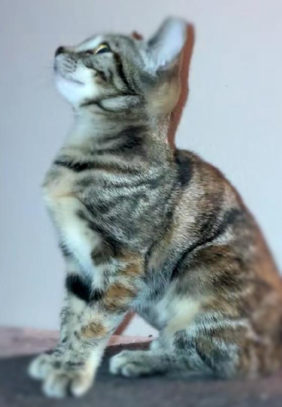 Enlarge Fancy Faye (On a trial run), a ADOPTABLE mixed breed in Ocean Springs, MS image 3/3