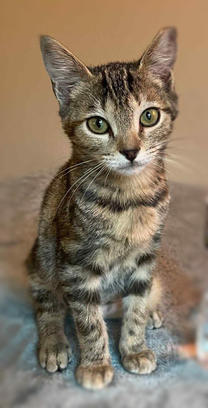 Enlarge Fancy Faye (On a trial run), a ADOPTABLE mixed breed in Ocean Springs, MS image 1/3