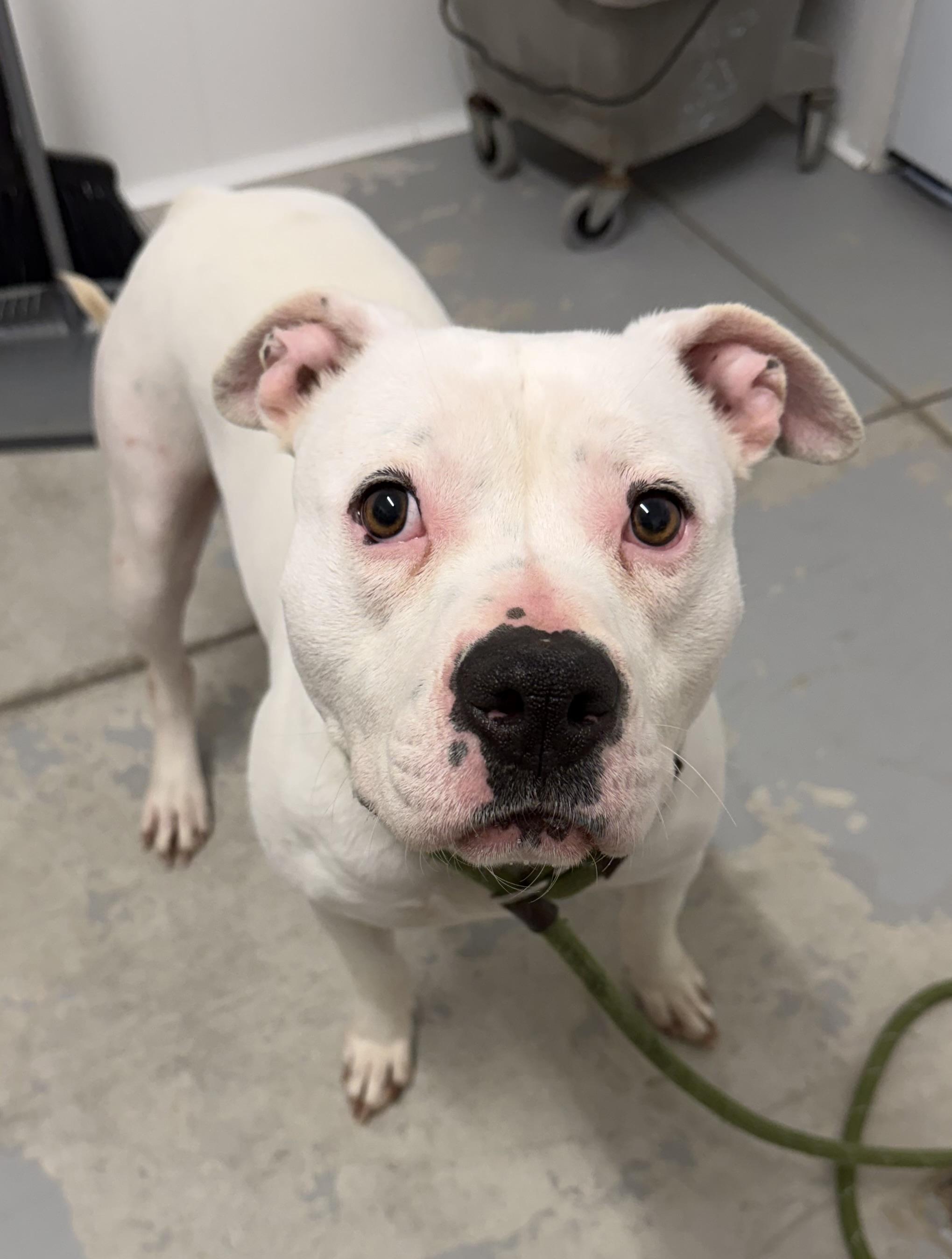 Enlarge Pearl , an adopted mixed breed in Lancaster, SC image 4/4